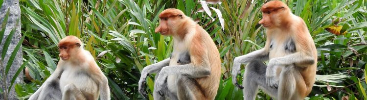 Malesia scimmia nasica