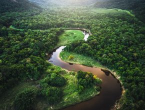 Mata Atlantica - Atlantic Forest in Brazil