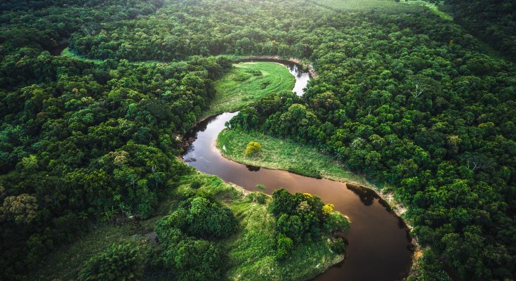 Mata Atlantica - Atlantic Forest in Brazil