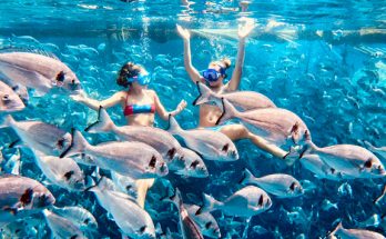 Bluetopia-A-Marine-Biology-Experience_No-Logo-23